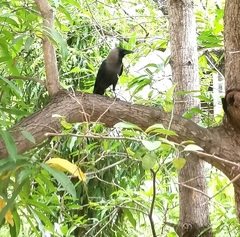 Corvus splendens