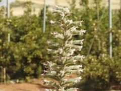Echium glomeratum