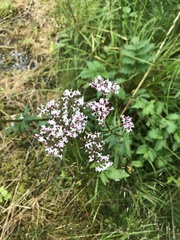 Valeriana officinalis sambucifolia