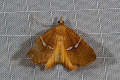 Chrysolarentia leucozona