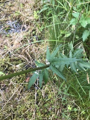Valeriana officinalis sambucifolia