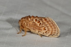 Pseudanapaea denotata