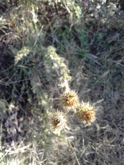 Asteraceae