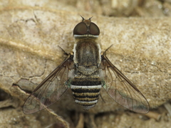 Exhyalanthrax muscarius