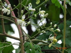 Moringa