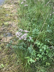 Valeriana officinalis sambucifolia