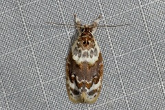 Piloprepes gelidella