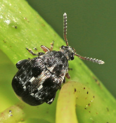 Bruchus atomarius
