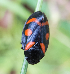 Cercopis arcuata