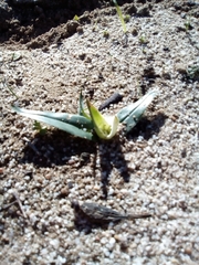 Colchicum capense capense