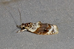 Piloprepes gelidella