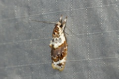 Piloprepes gelidella