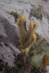 Halichondria bowerbanki