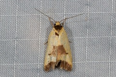 Ageletha hemiteles