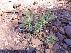 Dolichocarpa crouchiana