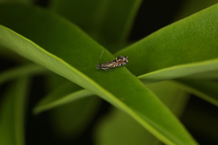 Glyphipterix morangella