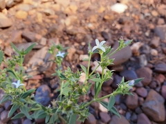 Dolichocarpa crouchiana