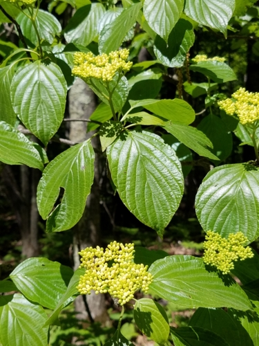 alternate-leaved dogwood