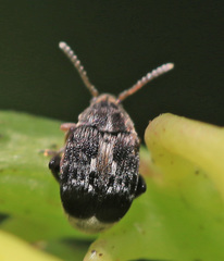Bruchus atomarius