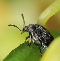 Bruchus atomarius