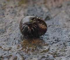 Arthrosphaera