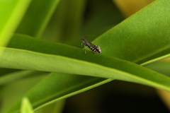 Glyphipterix morangella