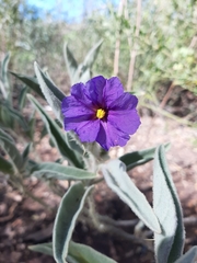 Solanum phlomoides