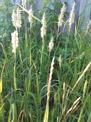 Phleum pratense pratense