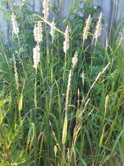 Phleum pratense pratense