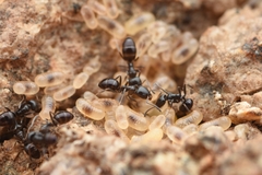 Ochetellus glaber