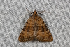 Dichromodes disputata