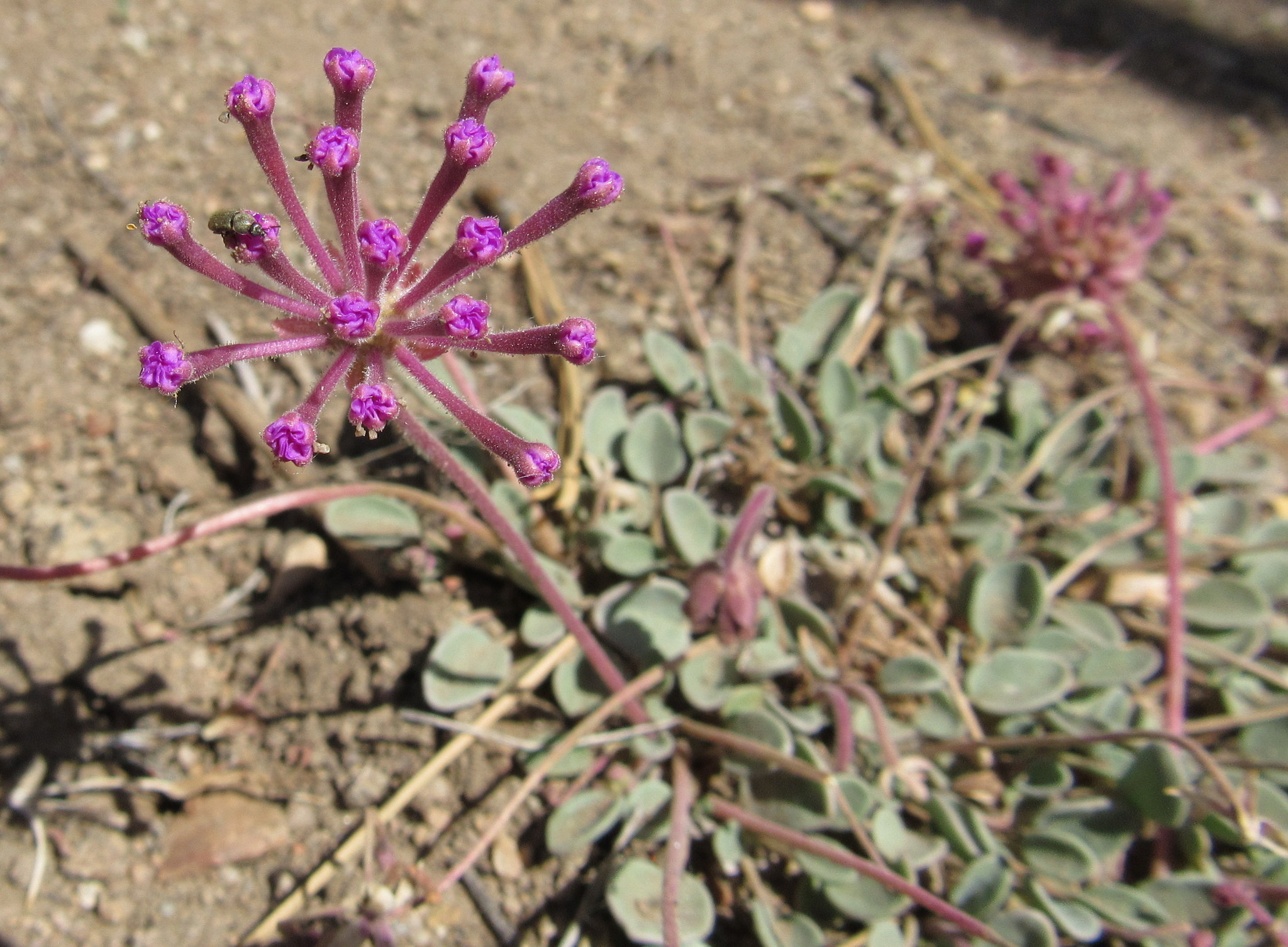 Abronia nana var. covillei