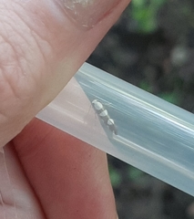 Argyresthia brockeella