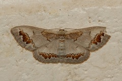 Dithalama cosmospila