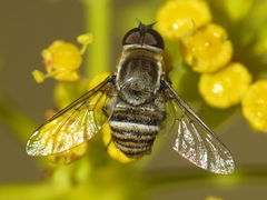 Exhyalanthrax muscarius