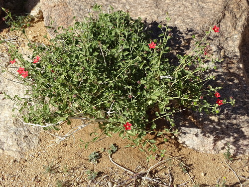 Hibiscus elliottiae image