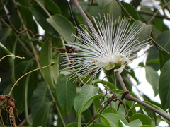 Capparis moonii