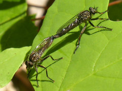 Machimus notatus