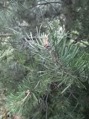 Pinus sylvestris