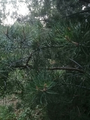 Pinus sylvestris