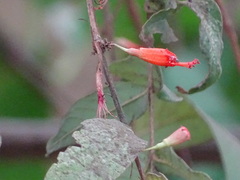 Woodfordia fruticosa