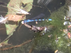 Enallagma carunculatum