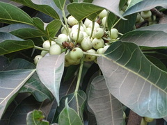 Ficus virens