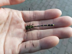 Burmagomphus collaris