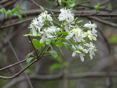 Wrightia tinctoria
