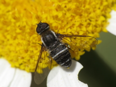 Exhyalanthrax collarti