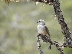 Bradornis microrhynchus