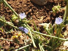Cichorium endivia
