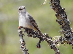 Bradornis microrhynchus