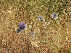 Echinops adenocaulos